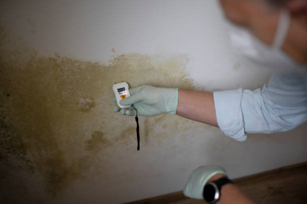 Best Affordable Mold Removal  in Chapel Hill, NC