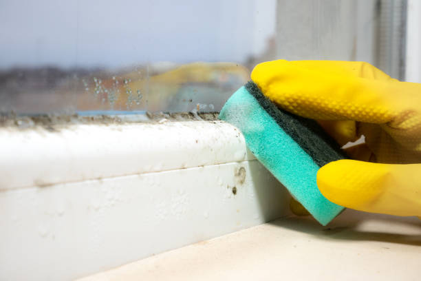 Best Office Mold Removal Services  in Chapel Hill, NC