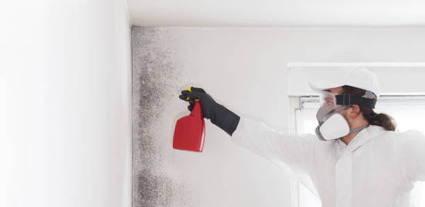 Trusted Chapel Hill, NC Mold Removal Experts