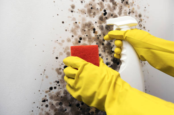Mold Testing and Removal in Chapel Hill, NC