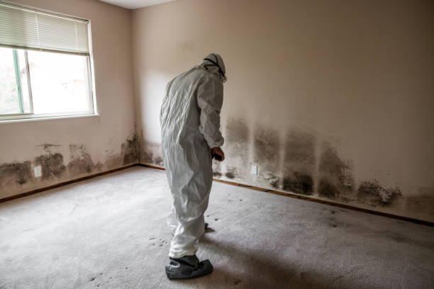 Professional Mold Removal in Chapel Hill, NC